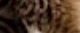 Catwifhat