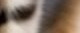 Catwifhat