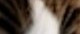 Catwifhat